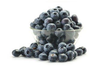 Dish with northern highbush blueberry