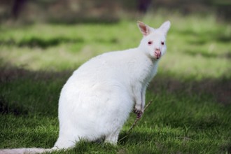 Red-naped wallaby, red-necked wallaby (Macropus rufogriseus)