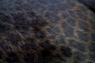 BLACK PANTHER (panthera pardus), CLOSE-UP OF ADULT HAIR COAT