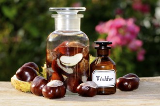 (Aesculus hippocastanum), chestnut, horse chestnut tincture