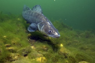 Zander (Sander lucioperca), Sander, Shill, Pike perch, Toothmouth, Sand perch