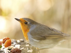 Sitting robin (Erithacus rubecula) on tree stump, bird feeder, Rhineland-Palatinate, Germany,