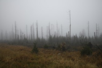Harz, tree death, open areas due to tree death, foggy forest with bare trees and autumn vegetation