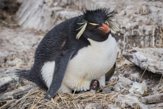 Rockhopper penguin (Eudyptes chrysocome) breeding, Bleaker Island, Falkland Islands, Great Britain,