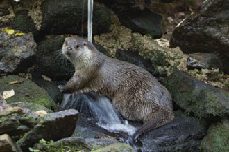 Otter sitting on rocks with waterfall looking left