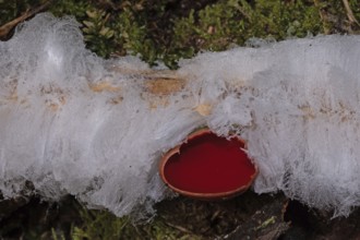 Hairis fruiting body white wavy ice needles on a tree trunk with green moss and Austrian Goblet