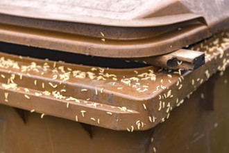 Numerous maggots on a brown rubbish bin