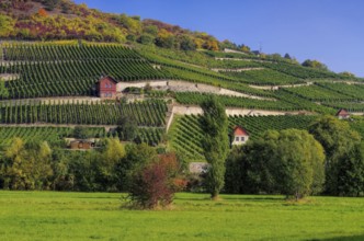 Saale Unstrut vineyards, Saale Unstrut vineyards 05