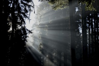 Rays of light fall through coniferous forest on a misty winter morning in the Hunsrück-Hochwald