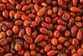 A vibrant collection of red rose hips, highlighting their natural, healthy appearance