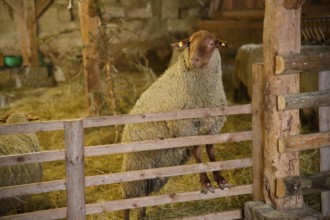 Coburg fox in sheepfold, fox sheep, sheep, Hohenloher Freilandmuseum, Wackershofen, Schwäbisch