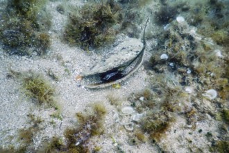 Noble Pen Shell (Pinna nobilis) Mediterranean Sea