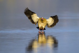 A Egyptian goose (Alopochen aegyptiaca) flies calmly over the water surface, its wings spread wide,