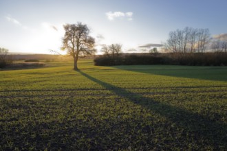 Long shadow of a tree at dusk, golden light, evening mood, twilight, sunbeam, sunlight, January,