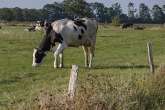 A cow grazing on a green meadow, with trees and a fence in the background, Greetsiel, East Frisia,