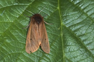 Cinnamon bear (Phragmatobia fuliginosa)
