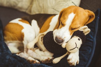 Adorable Beagle dog sleeping with his favorite sheep toy. Canine background. Lazy rainy day on