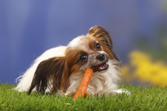 Papillon, Butterfly Puppy, Continental Dwarf Spaniel, Carrot, Carrot