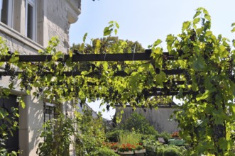 Grapes, pergola at the house