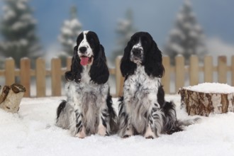 English Cocker Spaniel, black and white, English Cocker Spaniel