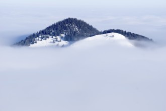 Wooded hills with snow rising from fog in winter, Mangfall mountains, Upper Bavaria, Bavaria,