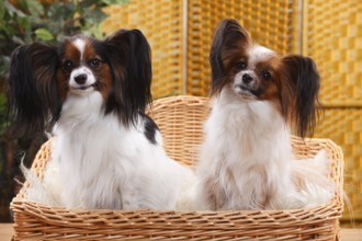 Papillons, Bitches, Butterfly Puppies, Continental Dwarf Spaniels