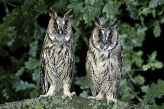 LONG-EARED OWL (asio otus), PAIR STANDING ON BRANCH, NORMANDY