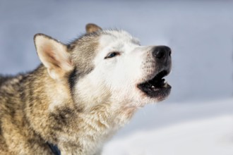 Howling husky