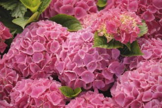 Ball hydrangea (Hydrangea macrophylla 'Schöne Bautznerin'), BS Sämann, Bautzen, Saxony, Germany,