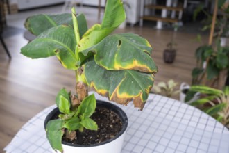 Problems in the cultivation of domestic plants Problems in cultivation of domestic plants Musa