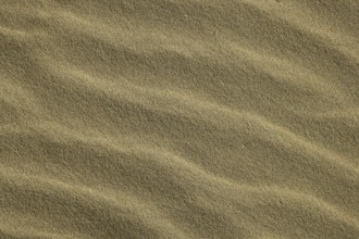 Wavy sea shore sand texture on sunshine, golden macro background