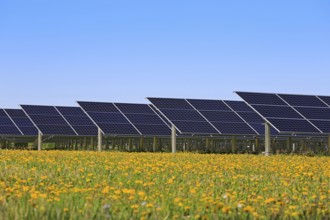 Solar panels on an open green field with yellow flowers and blue sky in the spring