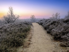 Hiking in winter in the frost in the Fischbeker Heide in Hamburg, on the Heidschnuckenweg trail