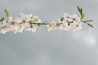 Close-up of a cherry blossom branch with a cloudy sky in the background and copy space