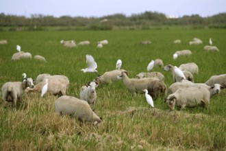 Beautiful flock of sheeps with dipped white birds over sheep back
