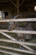 Goat in the historic sheepfold, Hohenloher Freilandmuseum, Wackershofen, Schwäbisch Hall