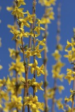 Yellow heralds of spring
