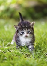 Grey, white and brown kitten walking in the grass and looking at the camera. (Felis catus)