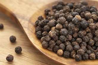Black pepper (Piper nigrum) or pepercorn on wooden spoon. Cooking Spices.