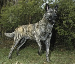 Dutch Shepherd Dog, Adult standing on Grass