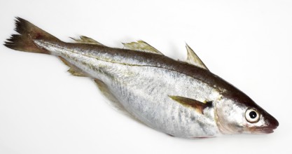Fresh Whiting, merlangius merlangus, Fish against White Background