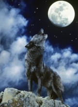 European Wolf (canis lupus), Adult Howling at the Moon