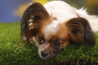 Papillon, butterfly dog, continental dwarf spaniel