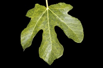 Green fig leaf, studio shot with black background