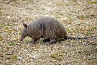 Nine Banded Armadillo (dasypus novemcinctus), Adult, Los Lianos in Venezuela