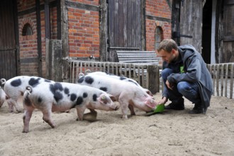 Colourful Bentheimer pigs, Nordhorn Zoo, Nordhorn, Lower Saxony, Germany, Europe