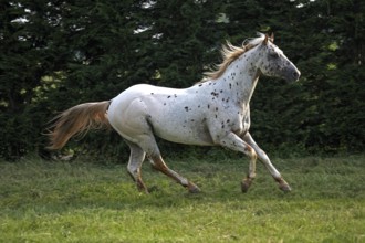 Appaloosa Horse, Adult Galloping through Meadow