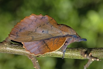 Lappet (Gastropacha quercifolia), male