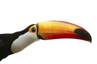 Brazil Toco Toucan Tucan Ramphastos Ramphastidae brazilian bird