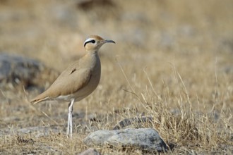Racing bird, Cursorius cursor, Oman, Asia